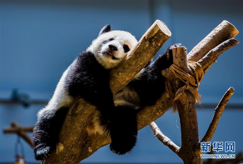 マレーシア国立動物園生まれのパンダの赤ちゃんが1歳の誕生日