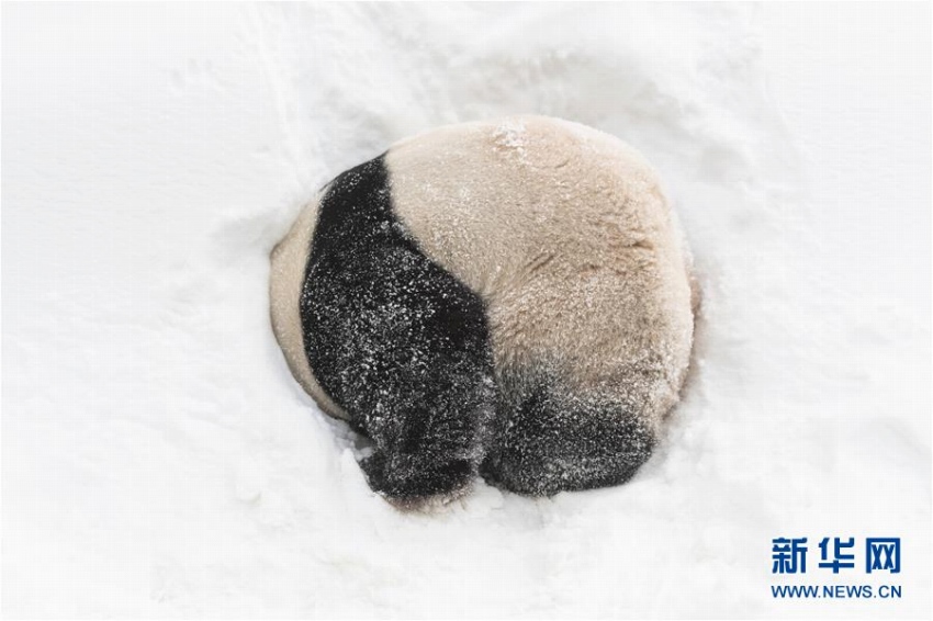 雪の中、大はしゃぎのパンダたち　韓国
