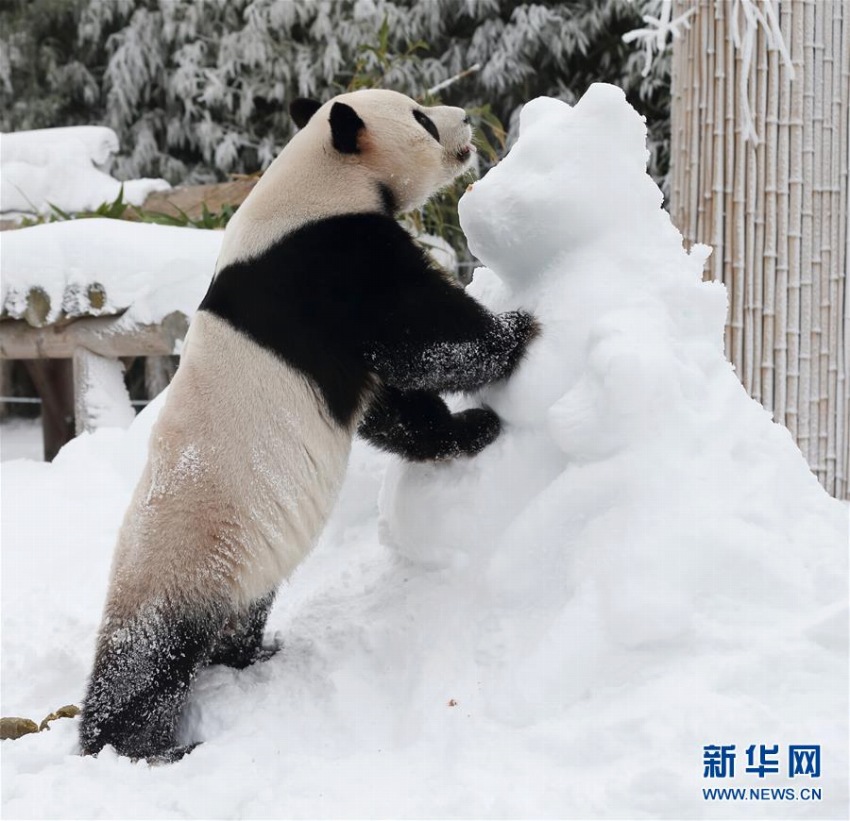 雪の中、大はしゃぎのパンダたち　韓国