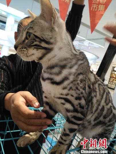 来場者もネコちゃんたちの可愛さに思わずニッコリ　瀋陽国際名猫展