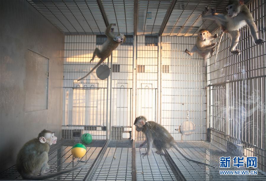 世界初の体細胞クローン疾患モデル猿、中国で誕生