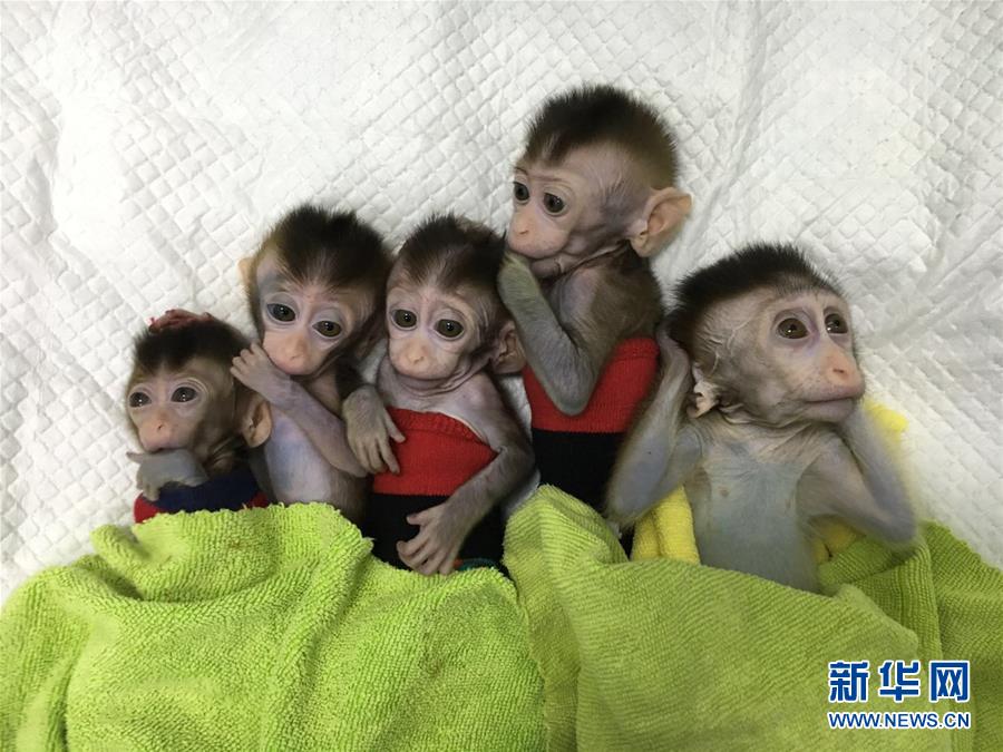 世界初の体細胞クローン疾患モデル猿、中国で誕生