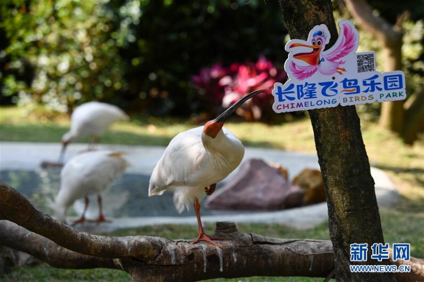 広州、7年間でトキ150羽の繁殖に成功