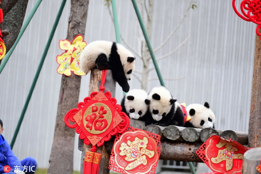 2018年生まれの子パンダたち、中国の年越し祝う