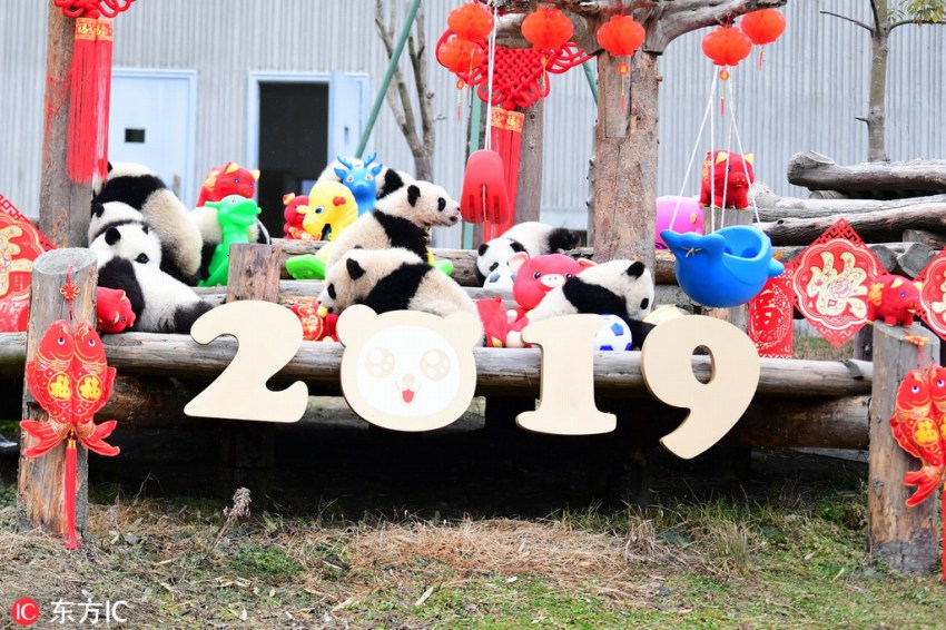 2018年生まれの子パンダたち、中国の年越し祝う