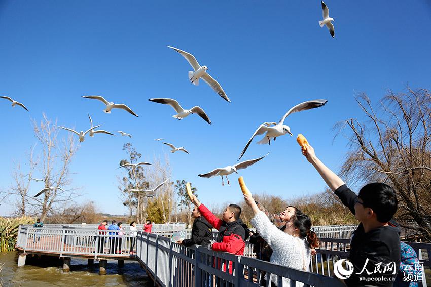 観光客が■（さんずいに真）池の撈魚河湿地公園でユリカモメにエサをやっていた。