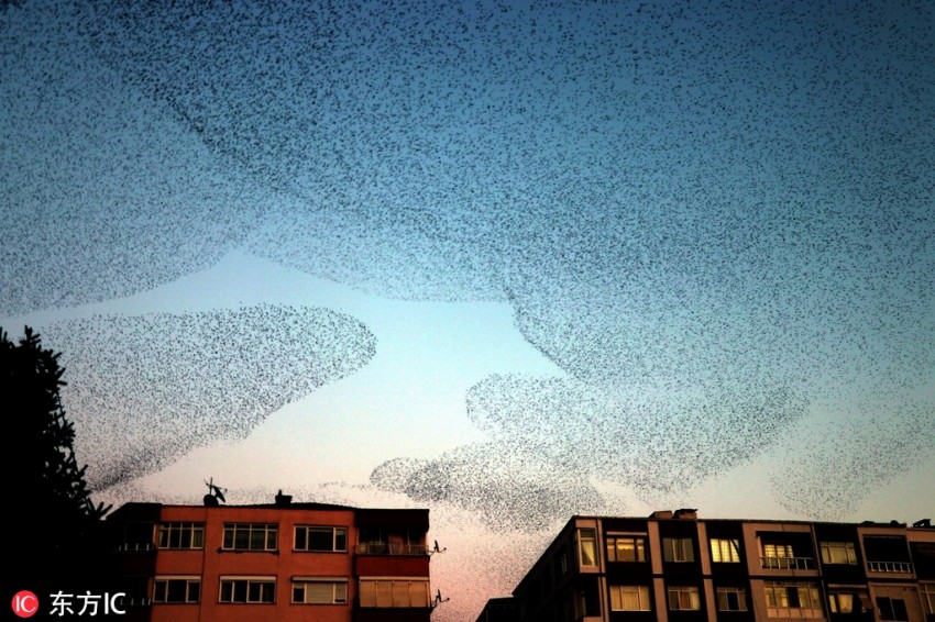 トルコでムクドリの群れがハート形になって「浪漫飛行」
