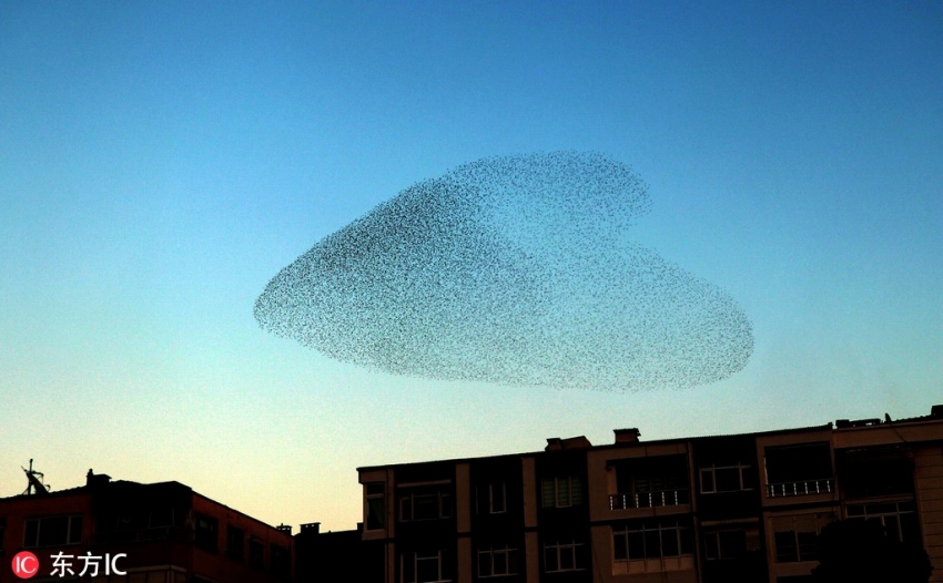 「ハート」の形になって飛ぶムクドリの群れ(写真提供・東方IC)。