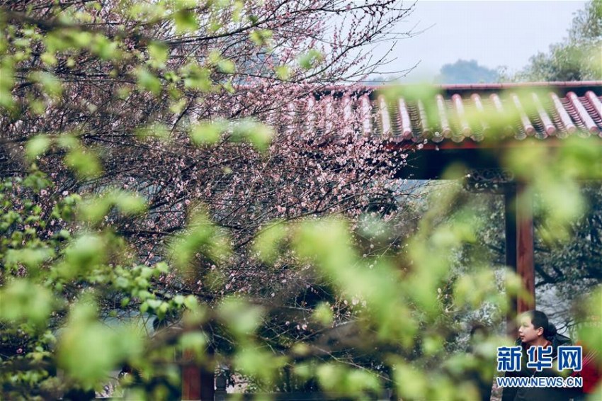 古刹に香る梅の花　福建省福州