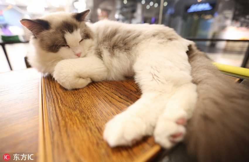 春節連休は予約必須の猫カフェ、「主」はなんと約146万円也！陝西省