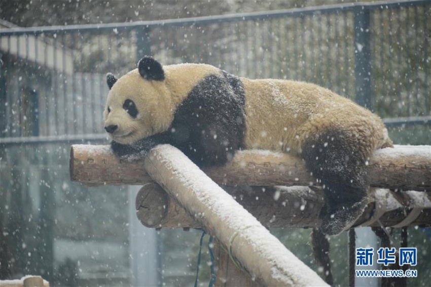 北京に舞い落ちた雪にワクワクしたのはパンダも同じ？