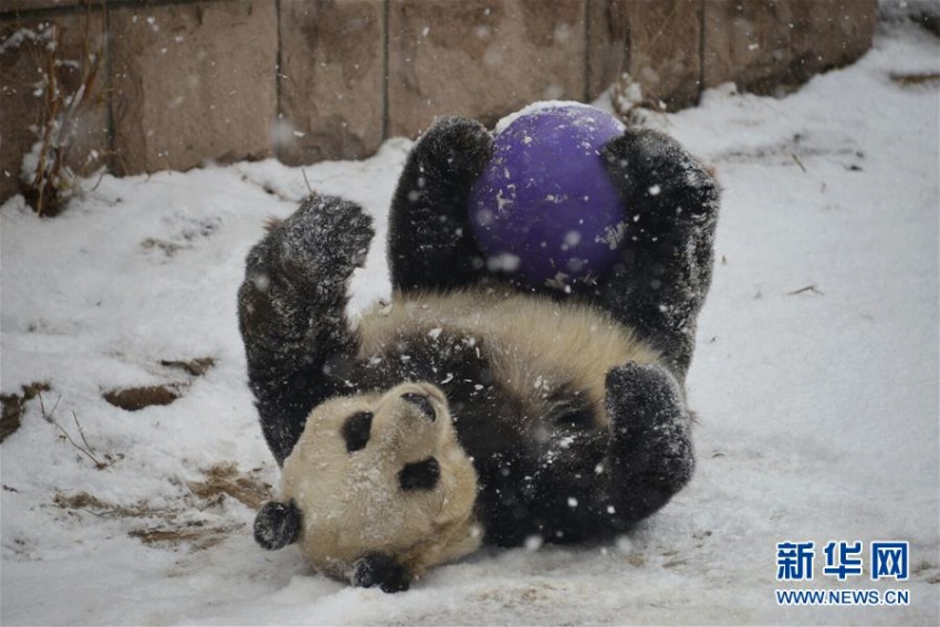 北京に舞い落ちた雪にワクワクしたのはパンダも同じ？