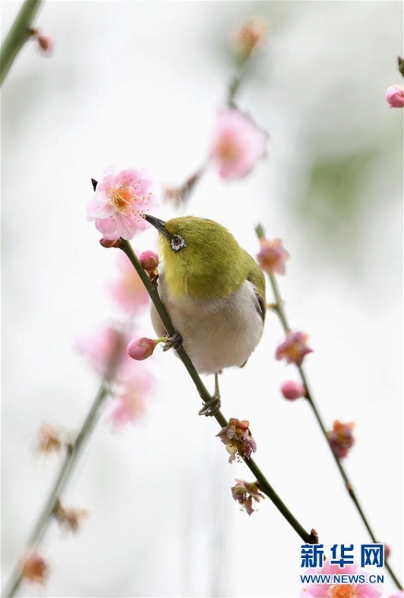 春到来 花の蜜吸う可愛いメジロ 福建省 4 人民網日本語版 人民日報
