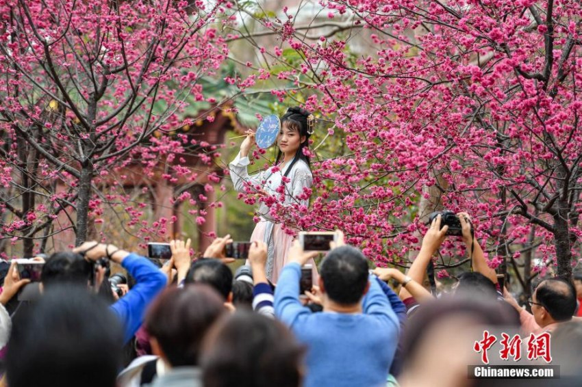 花見客でにぎわう桜満開の華南農業大学キャンパス　広東省