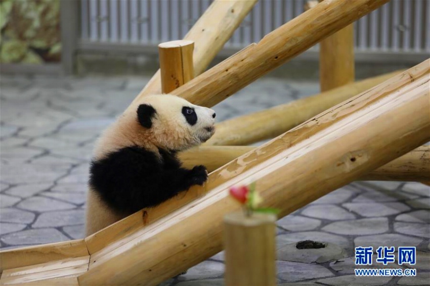 赤ちゃんパンダ「彩浜（サイヒン）」が満6ヶ月に　日本