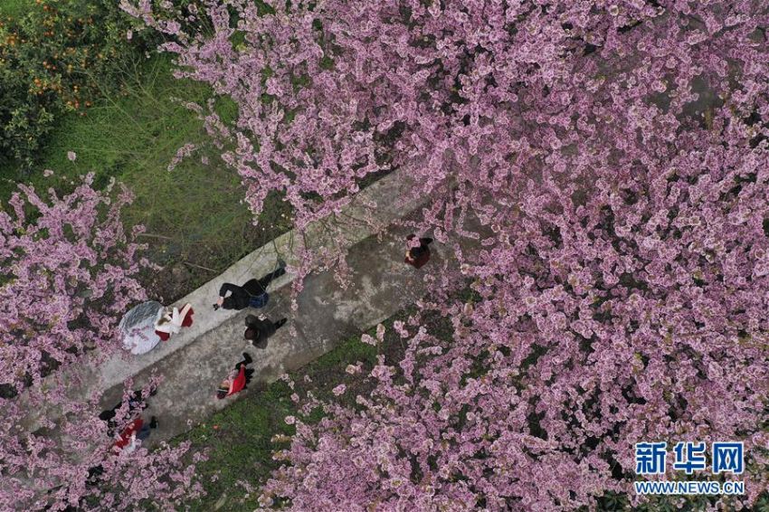 暖かい春迎え桜の花開く 重慶北碚