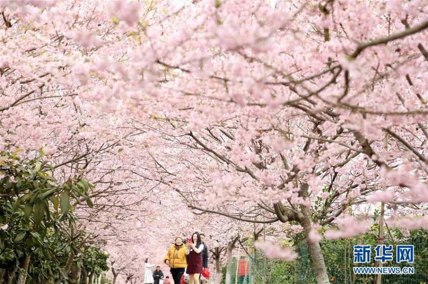 五一村で満開を迎えた桜を鑑賞する観光客（2月16日、撮影・秦廷富）。