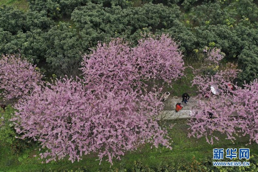 暖かい春迎え桜の花開く 重慶北碚