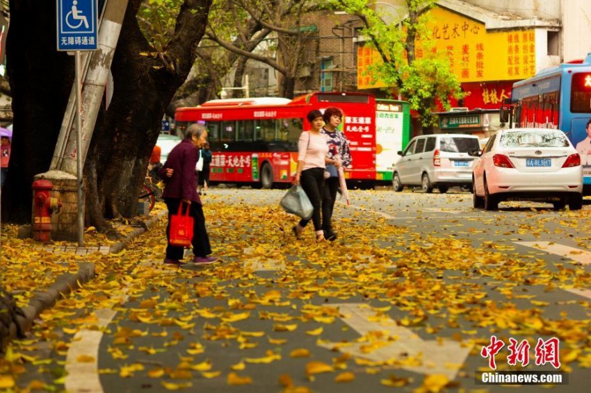 春雨でクワの黄色い葉が落ち「秋色」のような景色広がる広州