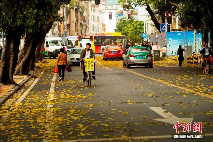 春雨でクワの黄色い葉が落ち「秋色」のような景色広がる広州