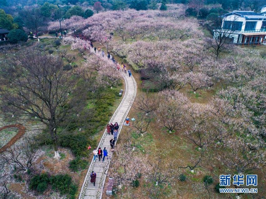 雨上がりの杭州に咲いた梅の花　浙江省