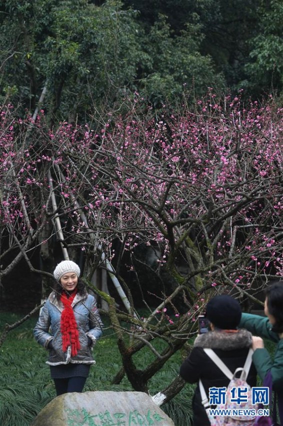 雨上がりの杭州に咲いた梅の花　浙江省