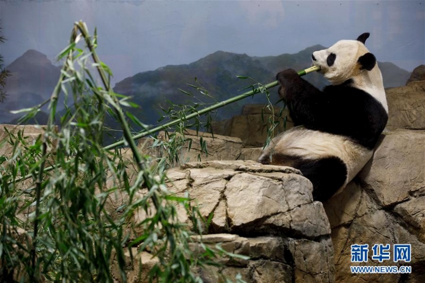 ワシントン国立動物園で、竹を食べるパンダの「美香」。