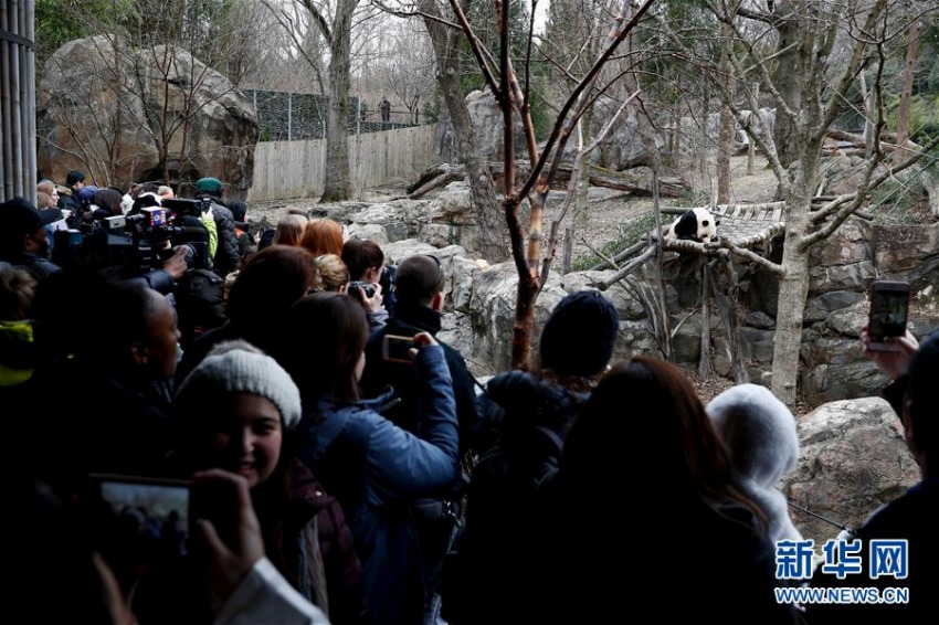 米ワシントン国立動物園のパンダ館展示エリアのリニューアルイベント