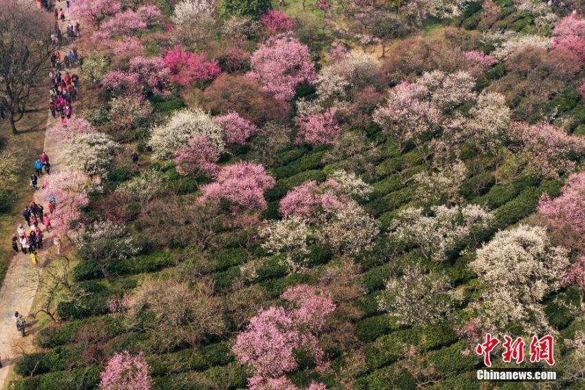 梅の花、見頃を迎え花見客でにぎわう南京市