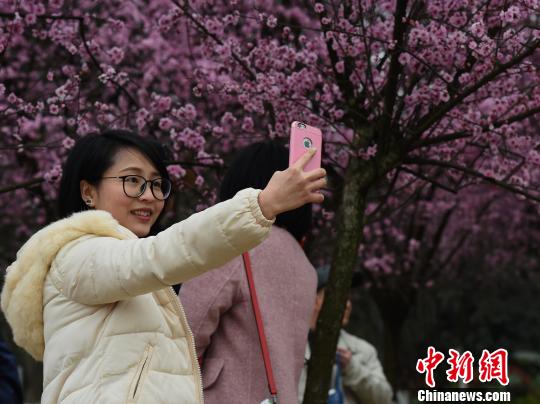 紅梅の下で写真を撮る花見客(2月27日、撮影・周毅)。