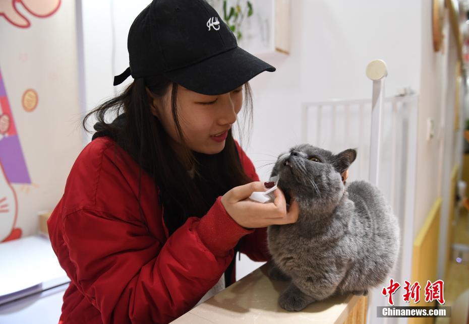 「ペット経済」ブーム、ネコとの触れ合いの場人気に　杭州市