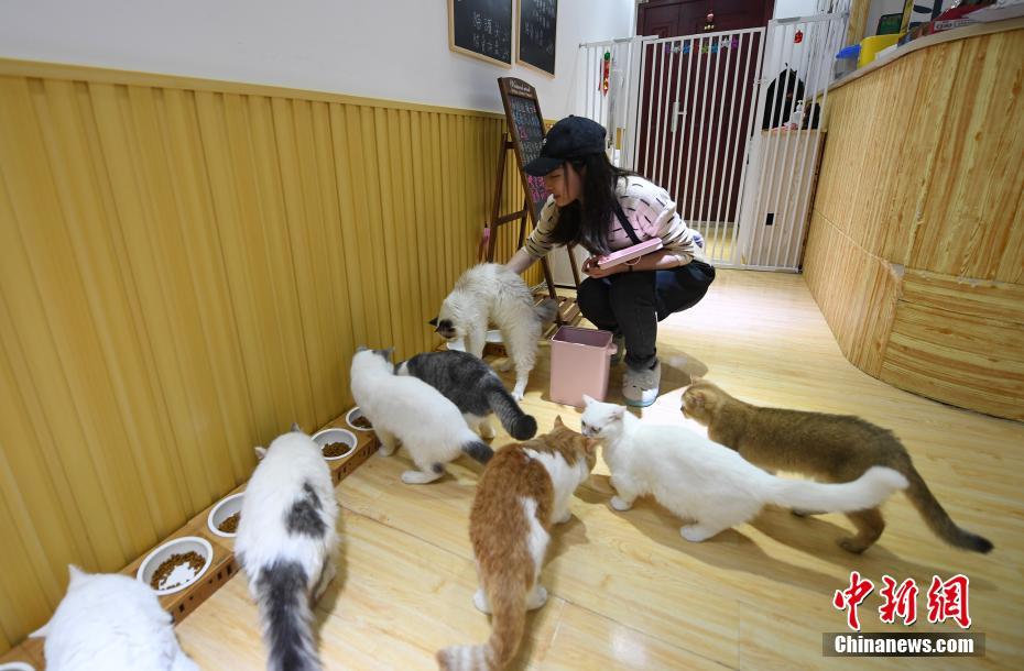 「ペット経済」ブーム、ネコとの触れ合いの場人気に　杭州市