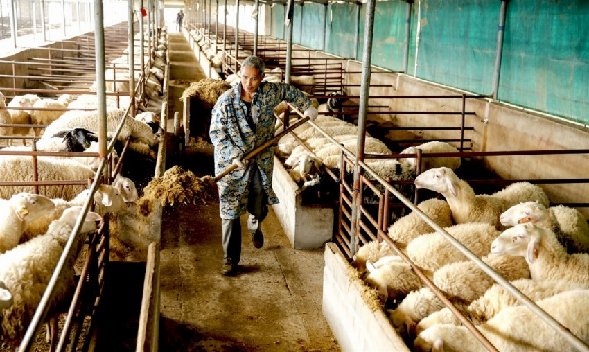3月4日、廬江県冶父山鎮の羊養殖産業パークで羊の世話をする男性。男性は貧困世帯ながら、自宅近くで就職することができた(撮影・左学長/人民図片)。
