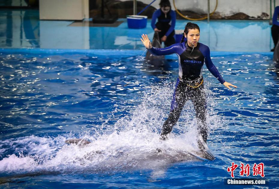 イルカの「パートナー」と訓練に励む女性調教師　安徽省