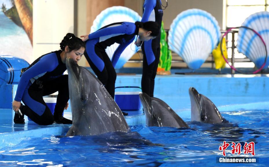 イルカの「パートナー」と訓練に励む女性調教師　安徽省