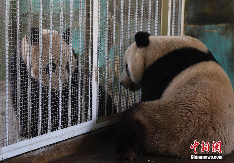 新たなパンダ加わり、「パンダブラザーズ」結成　山東省の済南動物園