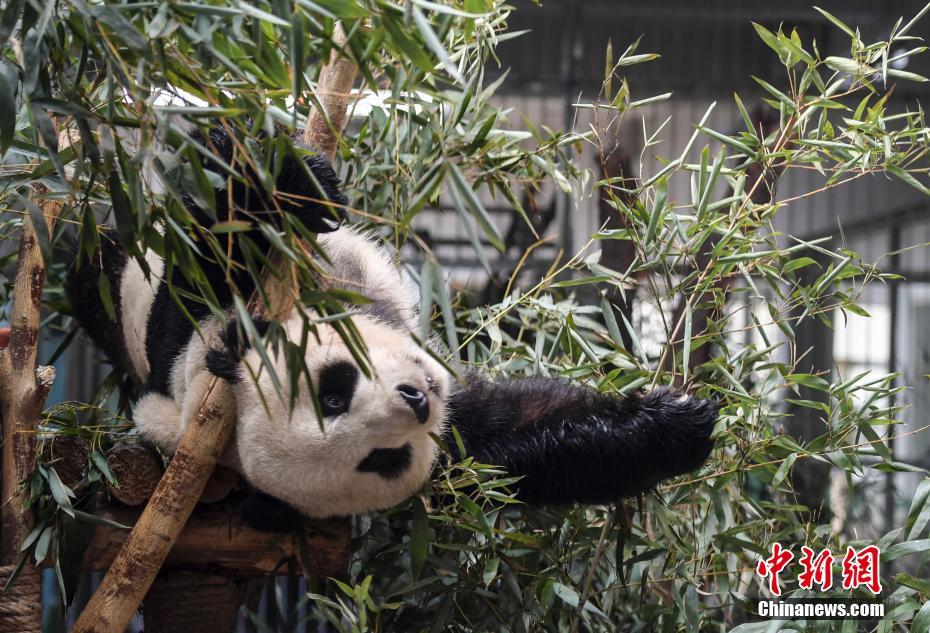 新たなパンダ加わり、「パンダブラザーズ」結成　山東省の済南動物園
