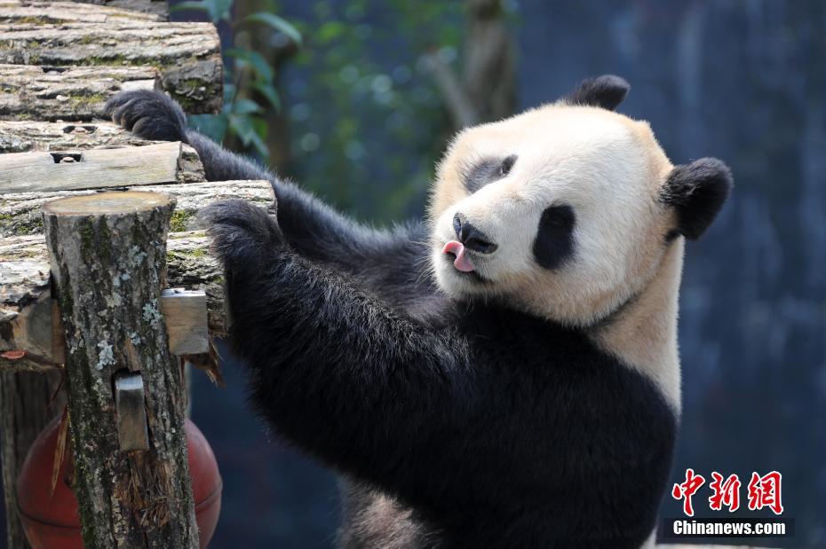 舌を出した可愛らしい表情を見せる皖南休寧ジャイアントパンダ生態楽園のパンダ（撮影・施広徳）。