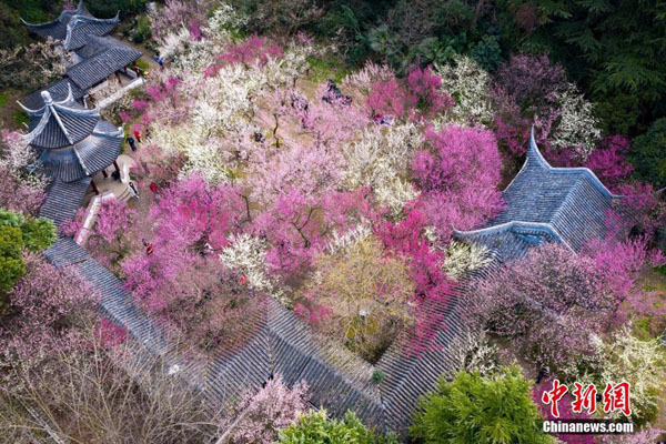 梅の花が美しく咲き乱れる南京の雨花台風景区　江蘇省