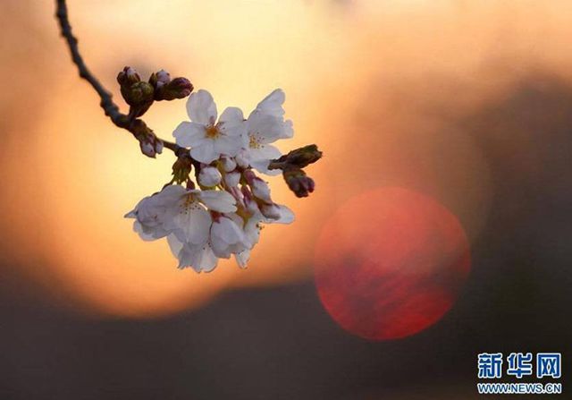 花見シーズンに湧く中国の観光地と企業　日本の桜ツアーが人気