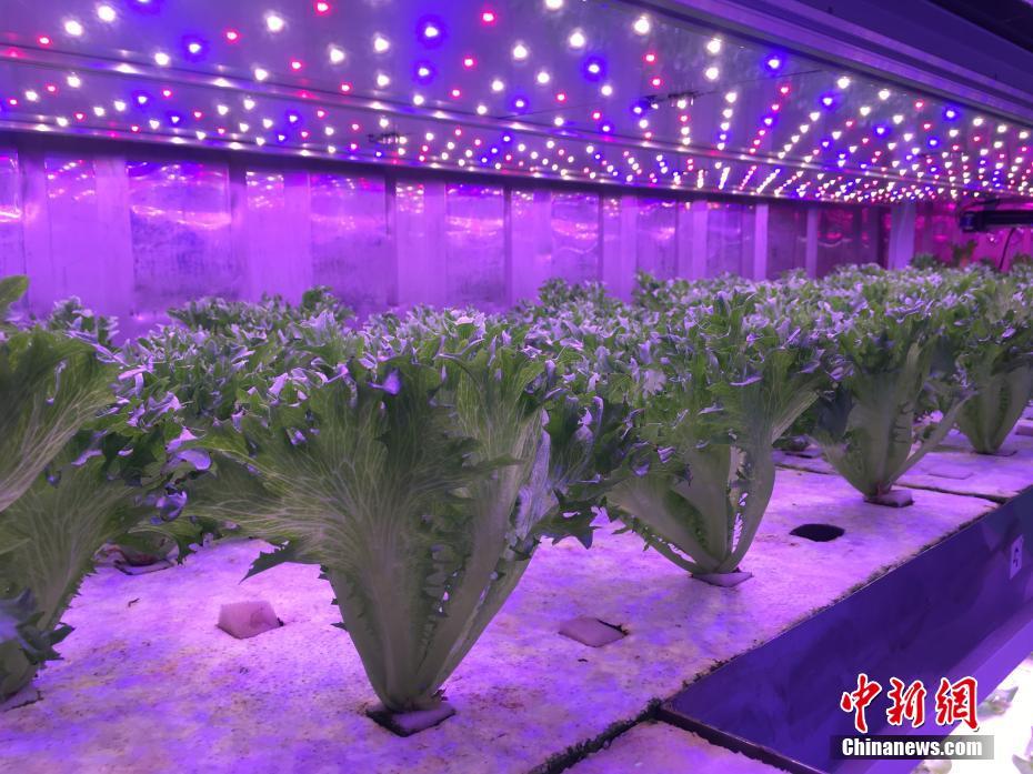 太陽の光を必要としない中国の植物工場を見学　