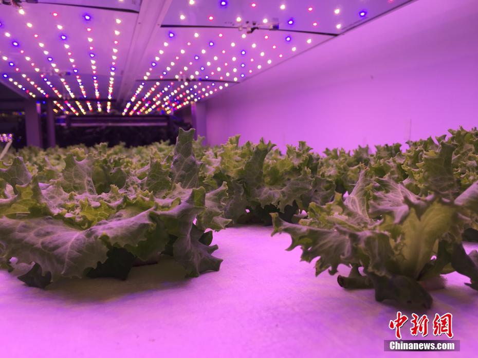 植物工場内の植物育成ライトの下で育つレタス。