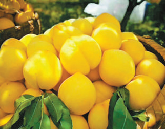 光明村の黄桃は「全国の特色ある農産物販売網」に組み込まれた。羅文婷撮影（影像中国より）