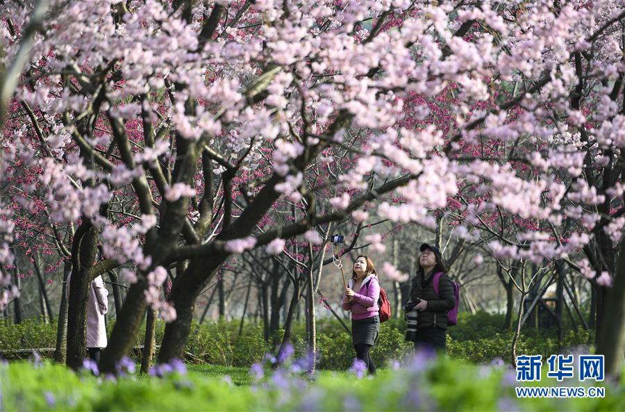 湖北省武漢市にある東湖桜園で桜を鑑賞する人々（3月13日撮影・熊琦）。