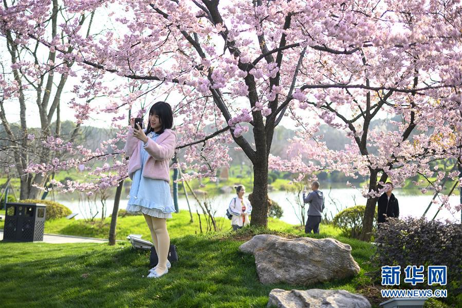 春爛漫！武漢東湖の桜花節開幕　湖北省