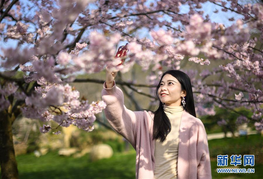 春爛漫！武漢東湖の桜花節開幕　湖北省