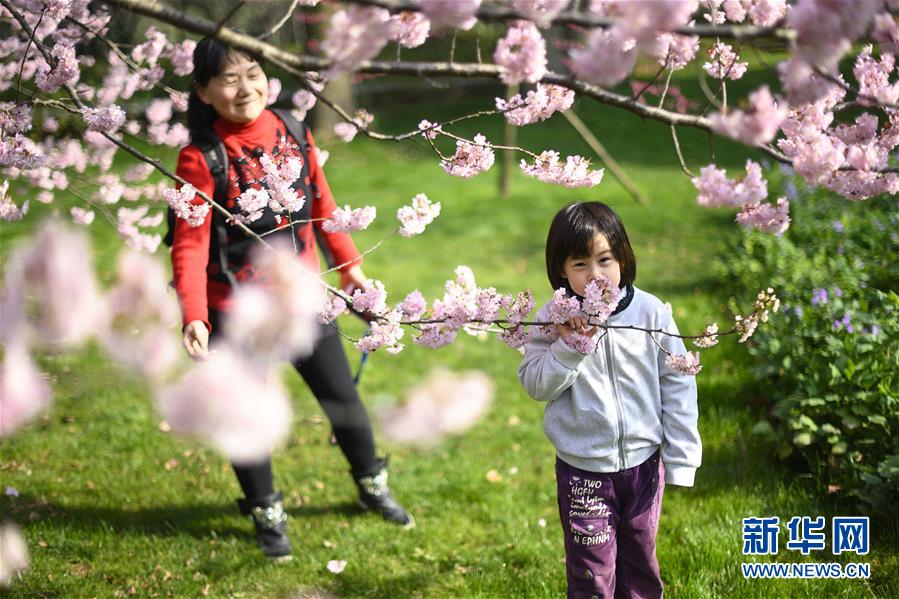 春爛漫！武漢東湖の桜花節開幕　湖北省