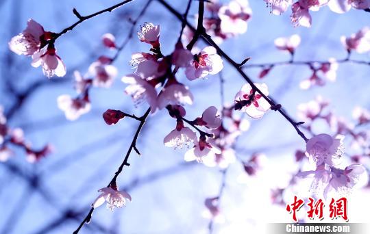 美しく咲き乱れる桃の花　四川省黒水県