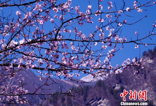 美しく咲き乱れる桃の花　四川省黒水県