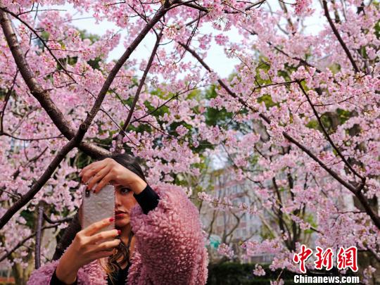 携帯で桜と自撮りする花見客（撮影・殷立勤）。
